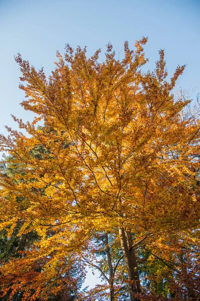 Park Full Autumn Colors Mountain Trip Beautiful Colorful Trees Autumn — Stock Photo, Image