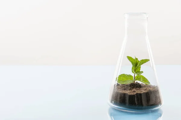 cam organik ıslah ıslahı şeklinde koruma altında doğa