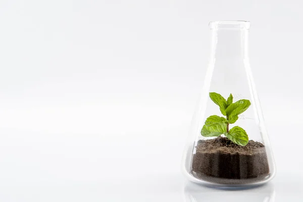 Nature Protection Form Organic Breeding Glass Stock Image