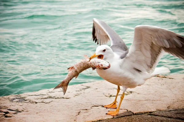 Goéland Mangeant Des Poissons Près Rivière Concept Affamé — Photo