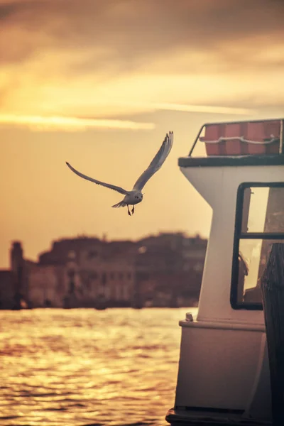 Gaivota Voando Barcos Puros Pássaro Pôr Sol — Fotografia de Stock