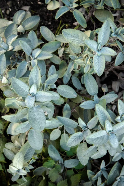 sage plant, top view of bio spice (salvia officials)