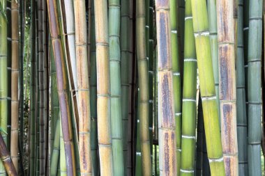 Bambu dokusu, ahşap dallar arka plan 