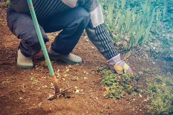 Removing Weeds Working Vegetable Garden — Stock Photo, Image