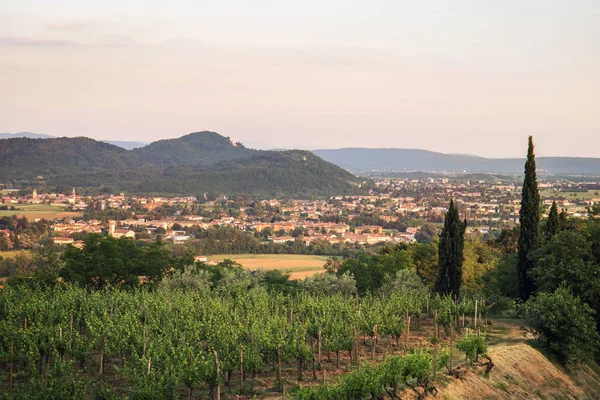 Paisaje Con Viñedo Rosazzo Italia Hermoso Lugar Friuli Venezia Giulia —  Fotos de Stock