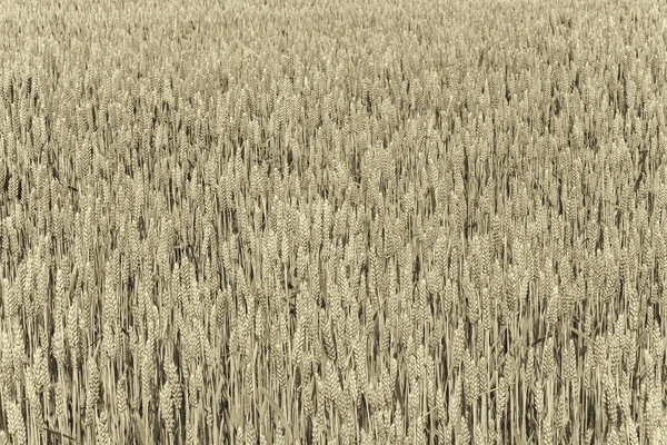 Колосья Пшеницы Ржи Растущие Поле Необработанные Зерновые Полевой Текстуре — стоковое фото