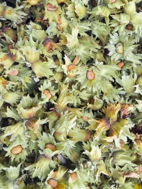 Taze toplanmış fındık. Paketlenmemiş Fındık Meyveleri