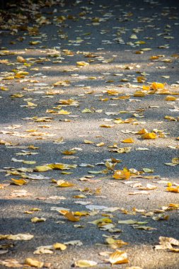 Asfalt yolda sonbahar yaprakları. Yol kenarında düşen yaprakların dikey görüntüsü