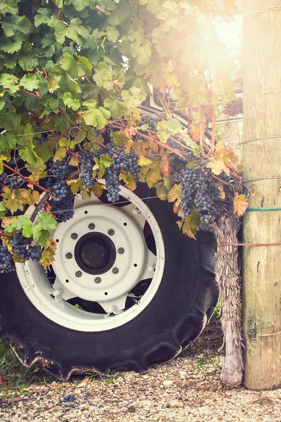 Cultivo Uva Para Producción Vino Imagen Vertical Del Viñedo Tiempo —  Fotos de Stock