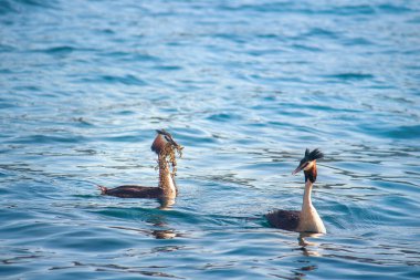 Büyük ibikli yaban ördeğinin flörtü. Yuvayı inşa etmek için iyi niyetini göstermek için, erkek bazı materyaller topladı ve dişiye gösterdi.