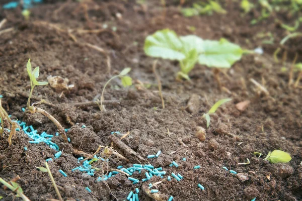 Snail poison granules. Slug grain is used to protect vegetables from snails (selective focus on foreground and blurred background)