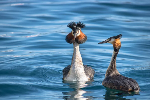 Couple of great crested grebes birds. The animals are on blue water