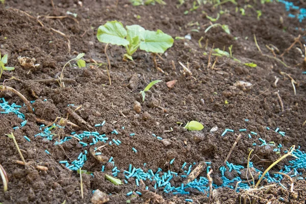 Insecticide Pour Escargots Poison Bleu Pour Protéger Les Plantes Images De Stock Libres De Droits