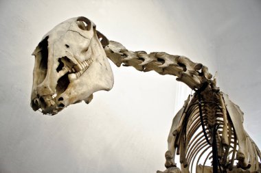 At iskeleti, alt manzara resmi.