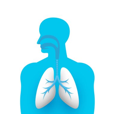 İnsan akciğerleri tıbbi sanat yaratıcı