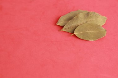 renkli arka planda defne yaprakları