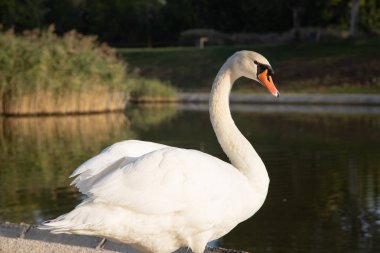 Zaragoza şehrindeki göl kıyısında beyaz kuğular.
