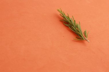 renkli arka planda biberiye güzel dalı