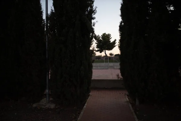 nice tree at sunset with dim light