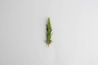 beyaz arka plan üzerinde biberiye güzel dalı