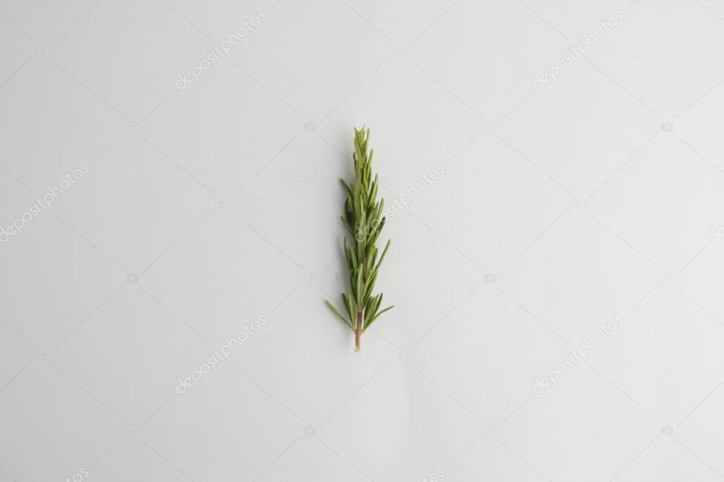 pretty branch of rosemary on white background