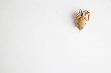 Saragossa İspanya. 18 Eylül 2019 Kurbağa şekilli balıkçılık yemi