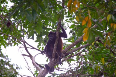 Costa Rica 'daki Punta Cahuita Parkı' nda Maymun