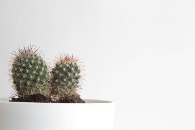 beyaz plastik tencerede kaktüs