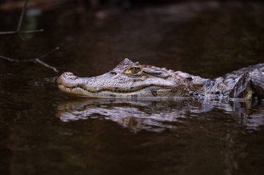 Kosta Rika Tortuguero Ulusal Parkı 'nda Timsah