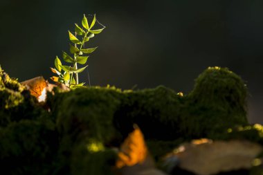 Üstünde tepe-in güneş ışığında parlayan görünmez örümcek ağı ile yosunlu küçük büyüyen bitki Close-Up