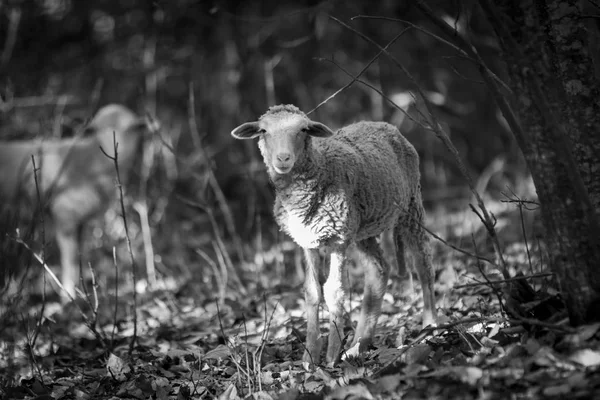 Weergave Van Twee Schapen Staande Droge Bladeren Tussen Bomen Bossen — Stockfoto