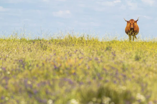 Graceful Beautiful Cow Horns Walking Summer Field Wildflowers — Stock Photo, Image