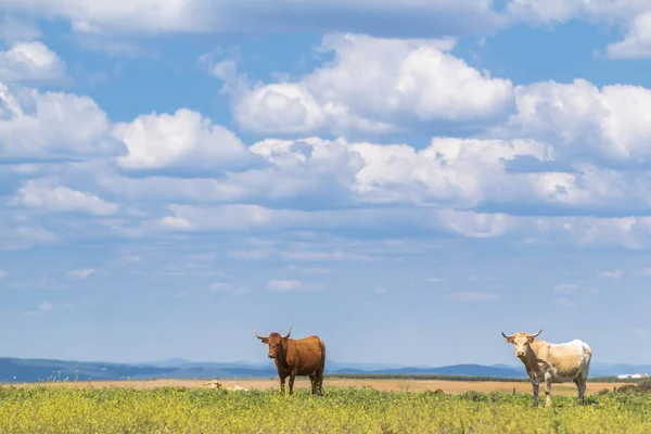 Amazing Landscape Green Grass Grazing Cows Background Blue Sky Clouds — Stock Photo, Image