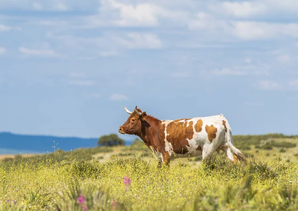 Bílá Kráva Hnědé Skvrny Stojící Zelené Trávě Když Pozadí Modré — Stock fotografie