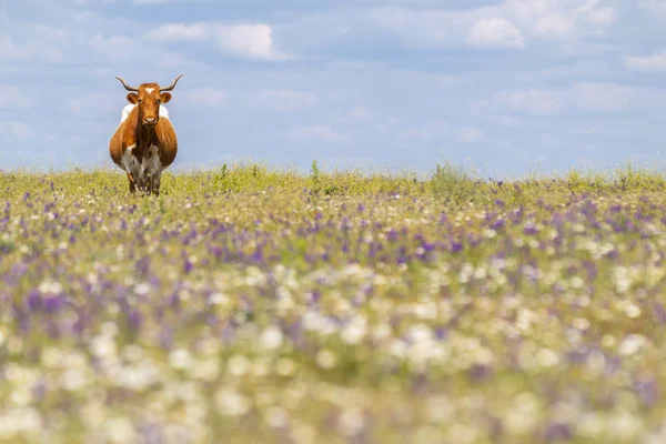 Graceful beautiful cow with horns walking in summer field with wildflowers