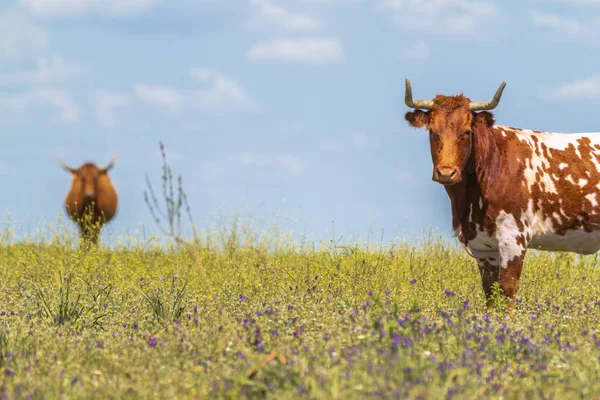 Belle Vache Avec Des Cornes Debout Sur Herbe Des Champs — Photo