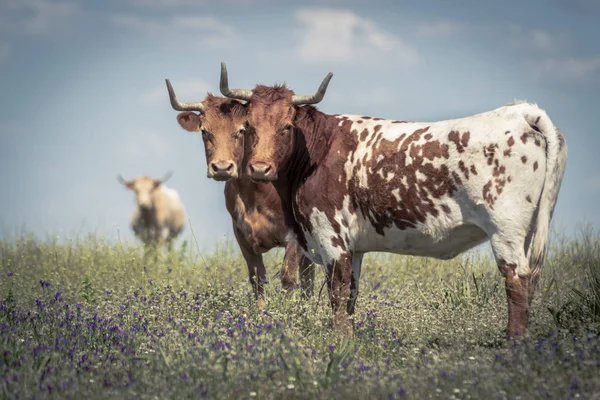 Beautiful multicolored cows with horns standing together and looking at camera on grass of pasture