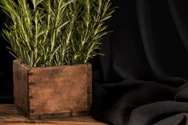 Kare ahşap tencereye karanlık doku arka plan üzerinde büyüyen biberiye