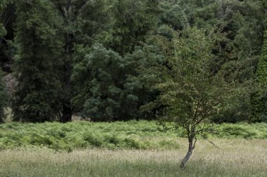 Küçük yeşil ağaç, orman'ın bahçesinde büyüyen