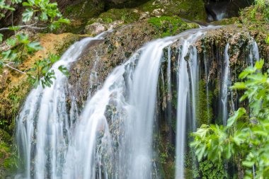 Art arda sıralı ormandaki yeşil bitkiler uzun pozlama ile akış