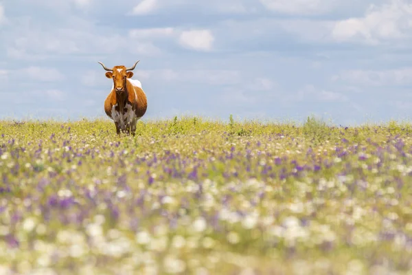 Graceful beautiful cow with horns walking in summer field with wildflowers