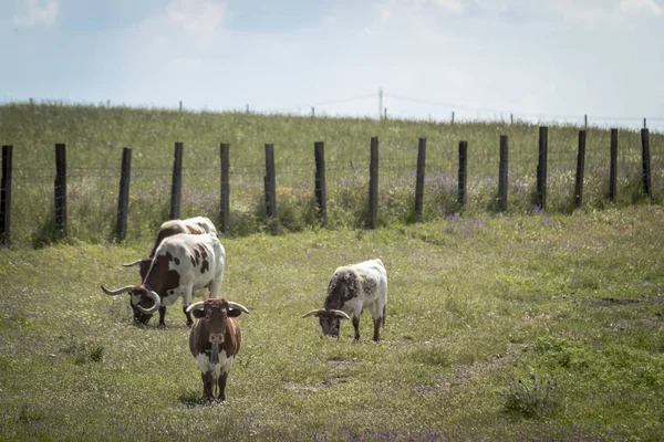 Beautiful Cow Horns Standing Green Field Grass Wildflowers Blue Sky — Stock Photo, Image