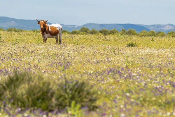 Graceful Beautiful Cow Horns Walking Summer Field Wildflowers — Stock Photo, Image