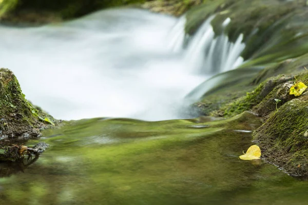 自然の中の澄んだ水に浮かんでいる小さな黄色い葉っぱのクローズ アップ — ストック写真