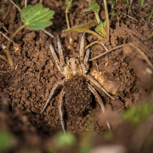 Close Cima Tiro Aranha Selvagem Gigante Com Descendência Solo Folhas — Fotografia de Stock