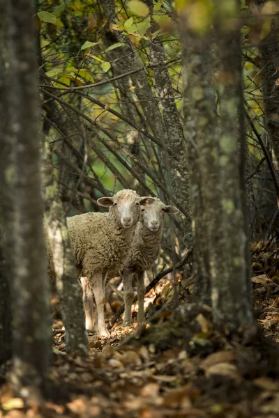 两只绵羊站在树林里的树叶上看着镜头 — 图库照片