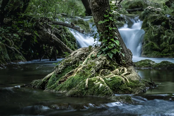森の中の川に生える小さな木 — ストック写真
