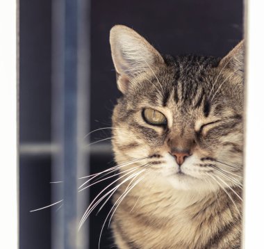 Kabarık kedi pencereyakınında göz kırpıyor 