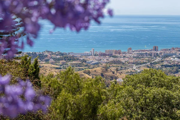 Violet flowers against coastal city — Stock Photo, Image