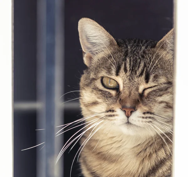 Fluffy cat winking near window — Stock Photo, Image